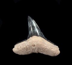 Bone Valley Negaprion brevirotris, the Lemon shark tooth 