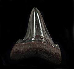 Large Suwanee Auriculatus shark tooth for sale | Buried Treasure Fossils