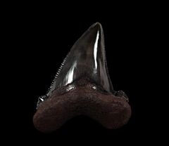 Colorful Suwanee Auriculatus shark tooth for sale | Buried Treasure Fossils