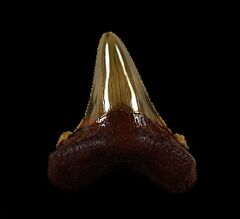 Large Florida Auriculatus shark tooth for sale | Buried Treasure Fossils