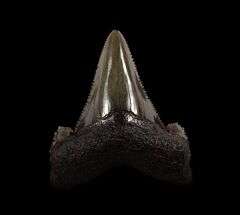 Suwanee River Auriculatus shark tooth | Buried Treasure Fossils