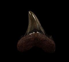 Florida  Auriculatus shark tooth | Buried Treasure Fossils