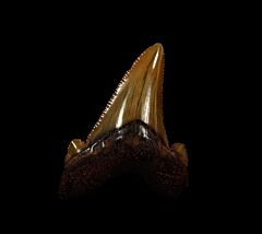 Suwanee River Auriculatus tooth | Buried Treasure Fossils