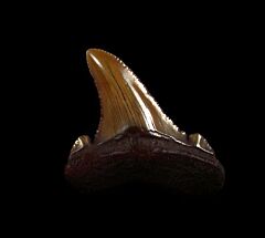 Real Suwanee River Ric shark tooth for sale | Buried Treasure Fossils