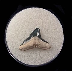 Bone Valley Bull shark tooth for sale | Buried Treasure Fossils