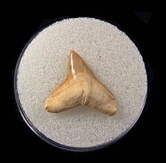 Florida Bull shark tooth for sale | Buried Treasure Fossils