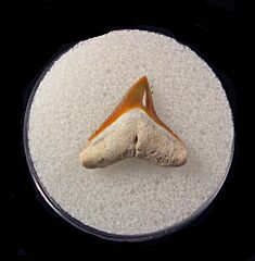 Florida Bone Valley Bull shark tooth for sale | Buried Treasure Fossils