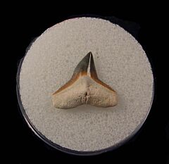 Bone Valley Bull shark tooth for sale | Buried Treasure Fossils