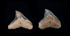 Carcharhinus leucus