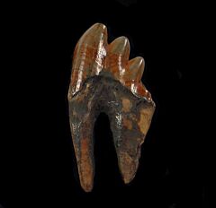 Flint River Basilosaurus tooth for sale | Buried Treasure Fossils