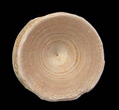 Bone Valley shark vertebra for sale | Buried Treasure Fossils