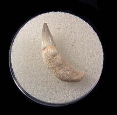 Colorful Dolphin tooth for sale | Buried Treasure Fossils
