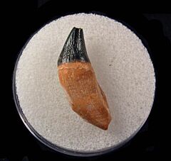 Colorful Bone Valley Dolphin tooth for sale | Buried Treasure Fossils