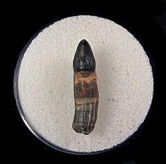 Bone Valley Dolphin tooth for sale | Buried Treasure Fossils