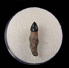 Florida Dolphin tooth for sale | Buried Treasure Fossils