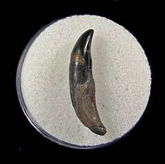 Real Bone Valley Dolphin tooth for sale | Buried Treasure Fossils