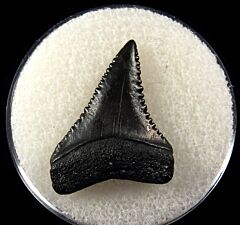 Venice Great White shark tooth for sale | Buried Treasure Fossils
