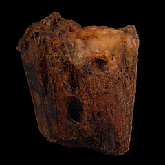 Solenastrea bournoni coral | Buried Treasure Fossils