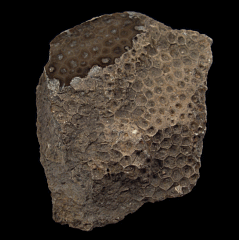 Petoskey Stone Coral | Buried Treasure Fossils