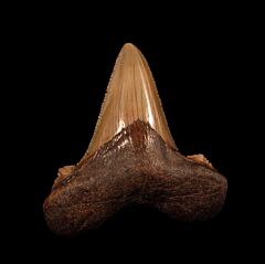 Large Suwanee River Auriculatus tooth for sale | Buried Treasure Fossils