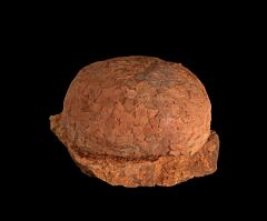Hypselosaurus priscus egg for sale | Buried Treasure Fossils