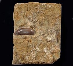 Acrodus gaillardoti