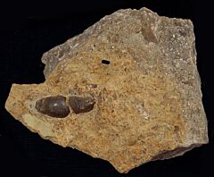 Acrodus gaillardoti