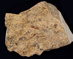 Saurichthys apicalis           (Triassic)