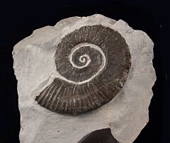 Crioceras loryi ammonite | Buried Treasure Fossils