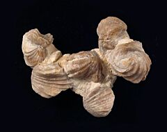 Burmcrhynchia decorata