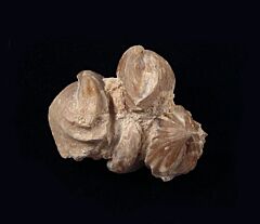 Burmcrhynchia decorata