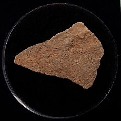 French dinosaur egg shell for sale | Buried Treasure Fossils