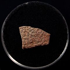 Gastornis egg shell | Buried Treasure Fossils