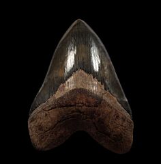 Red Georgia Megalodon tooth for sale | Buried Treasure Fossils
