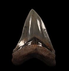 Quality Georgia Megalodon tooth for sale | Buried Treasure Fossils