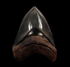 Gem Georgia Megalodon teeth for sale | Buried Treasure Fossils