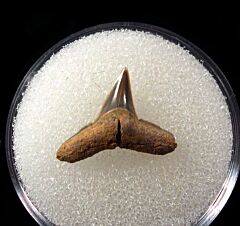 German Carcharhinus priscus tooth | Buried Treasure Fossils