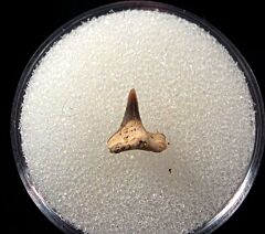 German Squatina angeloides tooth for sale | Buried Treasure Fossils