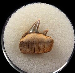 German Cow shark upper jaw tooth for sale | Buried Treasure Fossils