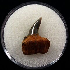 German Notorynchus primigenius tooth for sale | Buried Treasure Fossils