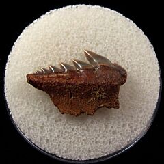 German Notorynchus primigenius lower jaw tooth | Buried Treasure Fossils