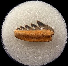 German Notorynchus primigenius lower jaw tooth for sale | Buried Treasure Fossils