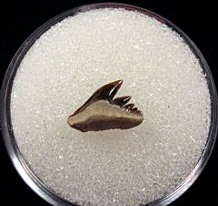 German Notidanoides muensteri tooth for sale | Buried Treasure Fossils