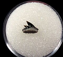 German Notidanoides tooth | Buried Treasure Fossils