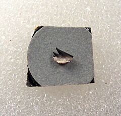 German Notidanoides tooth for sale | Buried Treasure Fossils