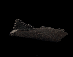 Cheap Edestus tooth for sale | Buried Treasure Fossils