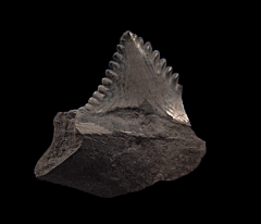 Edestus minor tooth for sale | Buried Treasure Fossils