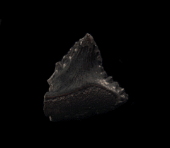 Edestus minor tooth for sale | Buried Treasure Fossils