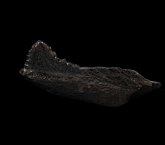 Rare Edestus heinrichi tooth for sale | Buried Treasure Fossils