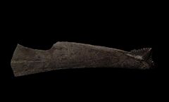 Large Edestus heinrichi tooth for sale | Buried Treasure Fossils